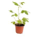 KÜSTÜM ÇİÇEĞİ - MİMOSA PUDİCA
