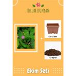Küstüm Çiçeği Tohumu Ekim Seti