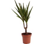 Kutukutucicek Dracaena Marginata Ejderha Ağacı