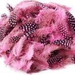 Kuzey 50 Adet Puantiyeli Pembe Siyah Kuş Tüyü Pembe Kuş Tüyü Pink Bırd Feather Pembe Şeffaf Balon Tüyü