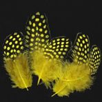 Kuzey 50 Adet Puantiyeli Sarı Siyah Kuş Tüyü Sarı Kuş Tüyü Yellow Bırd Feather Sarı Şeffaf Balon Tüyü