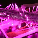 KUZEY PEMBE YILBAŞI AĞACI IŞIĞI 10 METRE PEMBE LED IŞIK 100 LED LAMBALI FİŞLİ NOEL IŞIĞI YILBAŞI IŞIĞI
