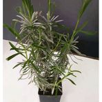 Kuzeybatı Moru Lavanta Fidanı 2 Adet 20-30 Cm (Lavandula İntermedia)