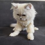 Lady Fify Kedi/köpek Için Saç Örgülü Beyaz Balıkçı Tulum