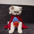 Lady Fify Kedi/köpek Için Tek Parça Pelerinli Superman Kostümü