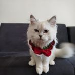 Lady Fify Kırmızı Papyonlu Kedi Köpek Için Yakalık