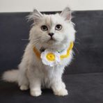 Lady Fify Papatya Kedi Köpek Için Yakalık