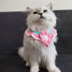Lady Fify Pembe Çiçekli Kedi için Yakalık