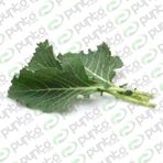 Lahana Tohumu Karadere (yaprak) - 25g (~ Takribi 3250 Tohum)