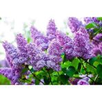 Lala Ahmet Botanik Leylak Fidanı 50 60 cm Syringa Vulgaris