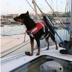 Lalizas COMFY KÖPEK CAN YELEĞİ , 10-20kg, M,KIRM.