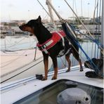 Lalizas COMFY KÖPEK CAN YELEĞİ , 20-40kg, L,KIRM.