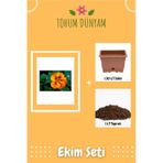 Latin Çiçeği Nasturtium Majus Tohumu Ekim Seti