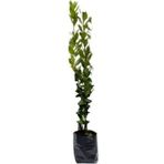 Laurus Nobilis Defne Fidanı 20-30 Cm