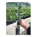 Laurus Nobilis Defne Fidanı Saksılı 10-20 Cm