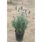 Lavandula Angustifolia Fidesi Fidanı 10-20 Cm
