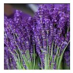 Lavandula Angustifolia Lavanta Tohumu (1000 tohum)