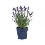 Lavandula Angustifolia Sevtopolis Tıbbi Lavanta Fidanı 2 Adet