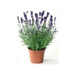 Lavanta Çiçeği 40 Cm Kokulu Aromatik Bahar Bitkisi Balkon Bitkisi Ev Bitkisi Dış Mekan Bitkisi