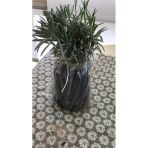 Lavanta Çiçeği Fidanı 10-20 Cm 10 Adet