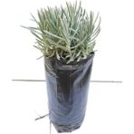 Lavanta Çiçeği Fidanı 10-20 Cm