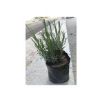 Lavanta Çiçeği Fidanı Intermedia 2 Adet 10-20 Cm