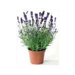 Lavanta Çiçeği Fidanı Kokulu Aromatik Bitkisi Balkon Bitkisi 10-20 Cm