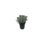 Lavanta Fidanı (Angustifolia) 10 Luk Saksıda 10-20 Cm