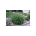 Lavanta Fidanı, Büyük Boy, Yoğun Kokulu (lavandula X Intermedia), Saksıda