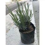 Lavanta Fidanı Intermedia 2 Adet 10-20 Cm