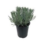 Lavanta Fidanı Lavandula x Intermedia