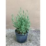Lavanta Fidesi Fidanı 10-20 Cm