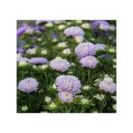 Lavanta Renkli Aster Kasımpatı Tohumu - 20 Tohum