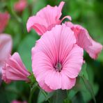 Lavatera Trimestris Hayal Pembe Pamuk Çiçeği Tohumu -50 Adet