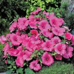 Lavatera Trimestris Regis Carmine Pamuk Çiçeği Tohumu(50 Tohum)