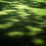 Lawn&Art Shade-Cool Mix Gölge Alanlar İçin Çim Tohumu Karışımı 1 Kg