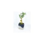 Leaf Shop Ağacı Bonsai & Gri Siyah Lena Beton Saksıda Hediyelik Canlı Çiçek BALFLOWERDESİGN-2604