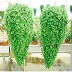 Leaf Shop Fare Kulağı Çiçeği Tohumu 100 Adet Tohum