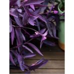 Leaf Shop Mor Telgraf Çiçeği 1 Adet Saksılı/tüplü 10-20CM Iç Mekan Bitkisi (Tradescantia Pallida)