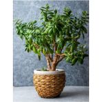 Leaf Shop Para Çiçeği (20 40 Cm)1 Adet Saksılı Iç Mekan Bitkisi Crassula Ovata