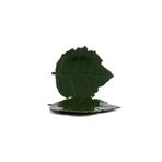 Leaf Yeşil 2Li Tabak 28X25Cm
