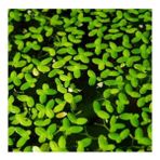 Lemna Minor Mercimek 30x30cm Su Üstü Canlı Bitki