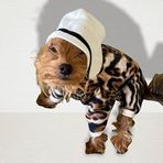 Leo Chique Polar Kapşonlu Köpek Tulumu Kıyafeti L