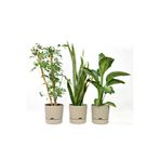 leogarden 3'lü Kombin Begonya 9lt Saksı Bej Krem(LEO FLOWERS ÜRÜNÜDÜR)ağız Çapı 24.5 Cm Yükseklik 23 Cm