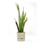 leogarden Begonya 9 Litre Bej Krem Tabaklı Saksı Ağız Çapı 24.5 Cm Yükseklik 23 Cm