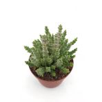 Leş Kaktüs - 8.5 cm Saksıda