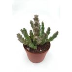 Leş Kaktüs ( Büyük Çiçekli Leopar Desen) - 8.5 Cm Saksıda