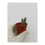 Leş Kaktüs Leş Kaktüsü ( Saksılı Bitki) Stapelia Variegata
