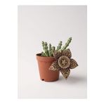 Leş Kaktüs Stapelia Variegata 5.5 cm Saksıda