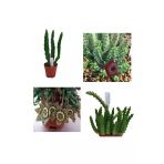 Leş Kaktüsü Hüernia Sc Hneideriana +stapelia-variegata Hüernia Boleana Huernia Boleona